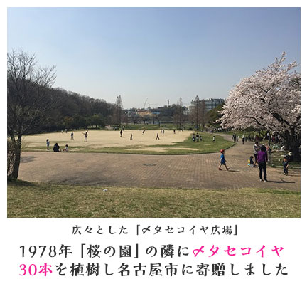 広々とした「メタセコイヤ広場」1978年「桜の園」の隣にメタセコイヤ30本を植樹し名古屋市に寄贈しました